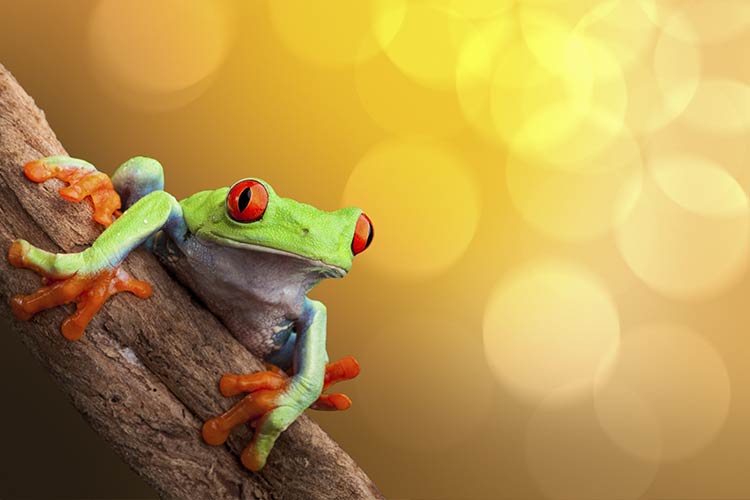 how color affects your perception